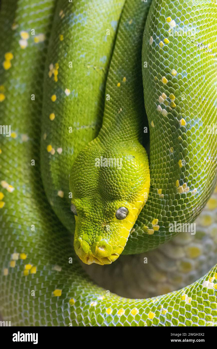 Pitone verde (Morelia viridis), serpente in vista ravvicinata. Foto Stock
