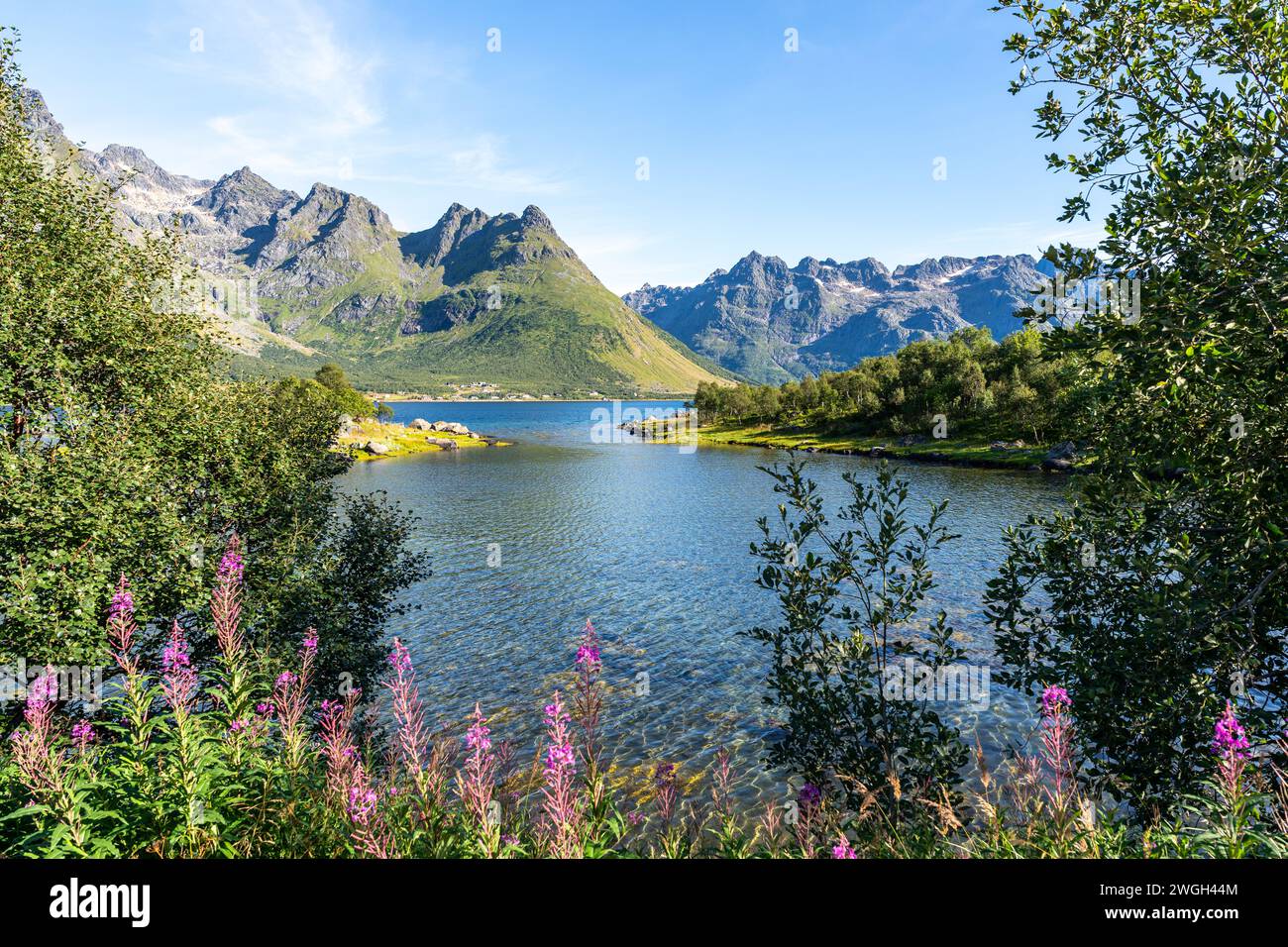 Fiori viola in primo piano con montagne e ampio specchio d'acqua sullo sfondo Foto Stock