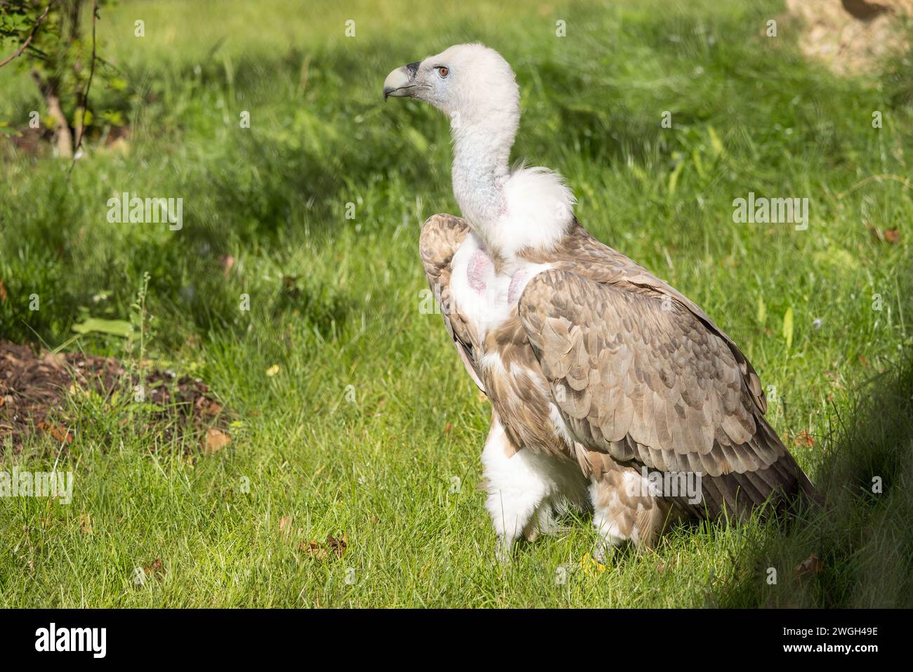 Avvoltoio griffon dell'Himalaya (Gyps himalayensis), ritratto di raptor. Foto Stock