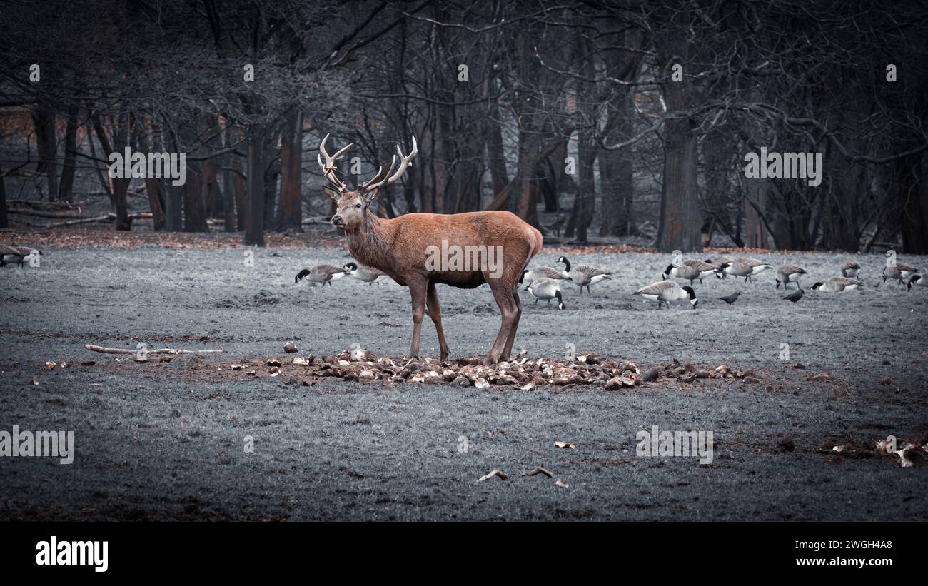 Adagiati nella foresta, foto in bianco e nero, cervi selvatici, giornata tranquilla Foto Stock