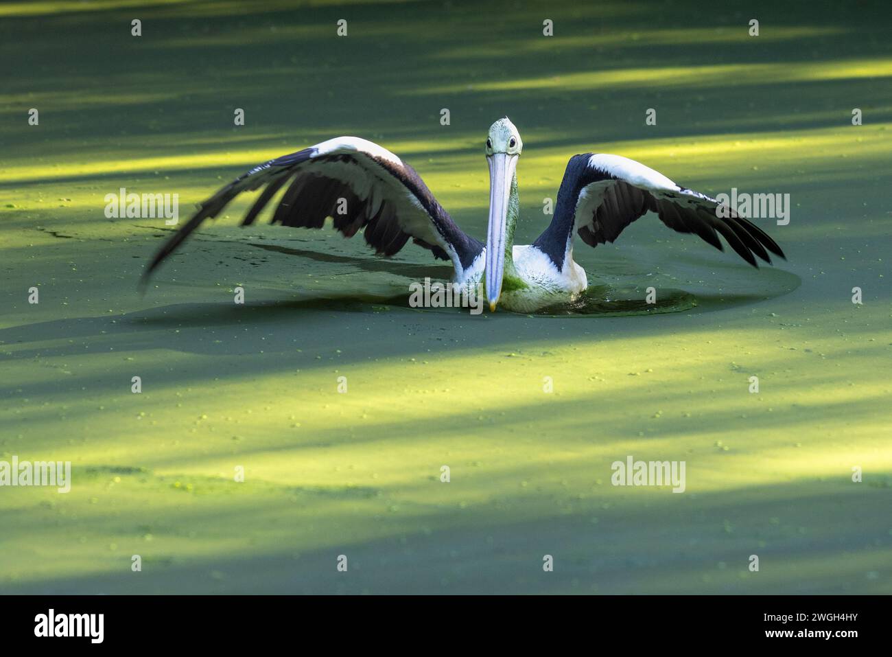 Il pellicano australiano (Pelecanus conspicillatus), un grande uccello d'acqua nello stagno. Foto Stock