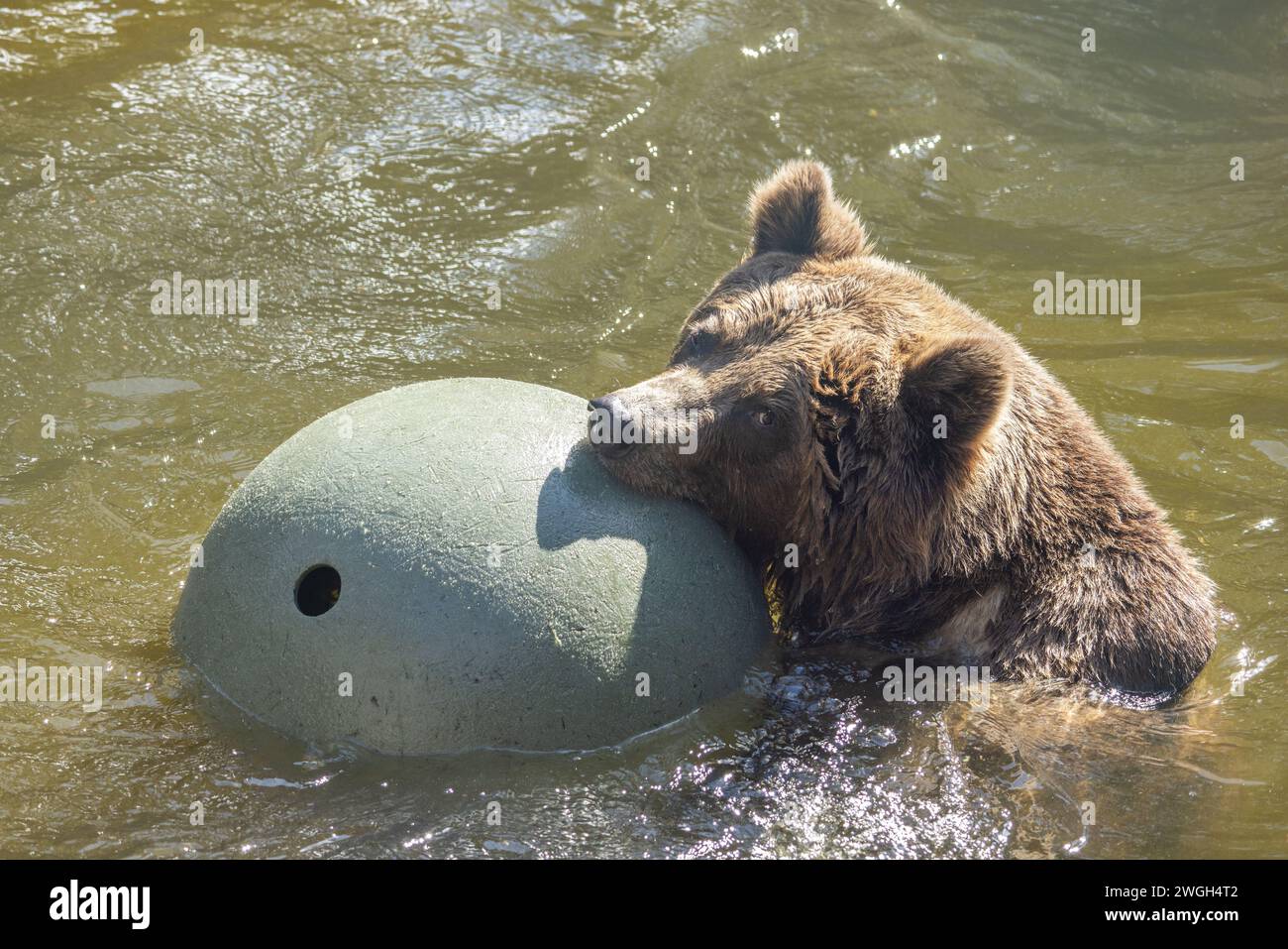 L'orso bruno (Ursus arctos), che gioca con una grande palla in acqua. Foto Stock
