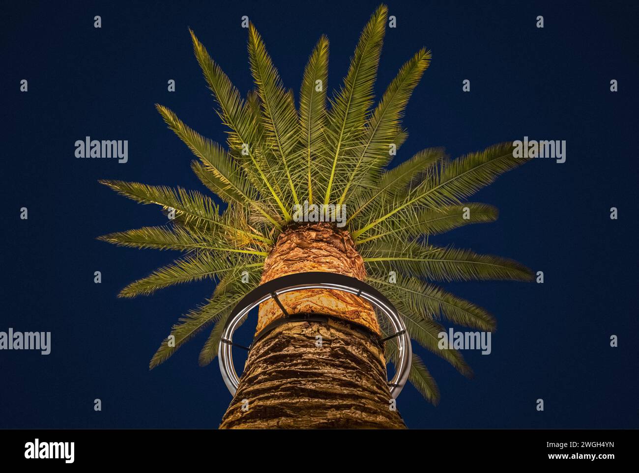Palma da dattero delle Isole Canarie (Phoenix canariensis) illuminata da un sistema di illuminazione circolare fissato intorno al tronco. Foto Stock