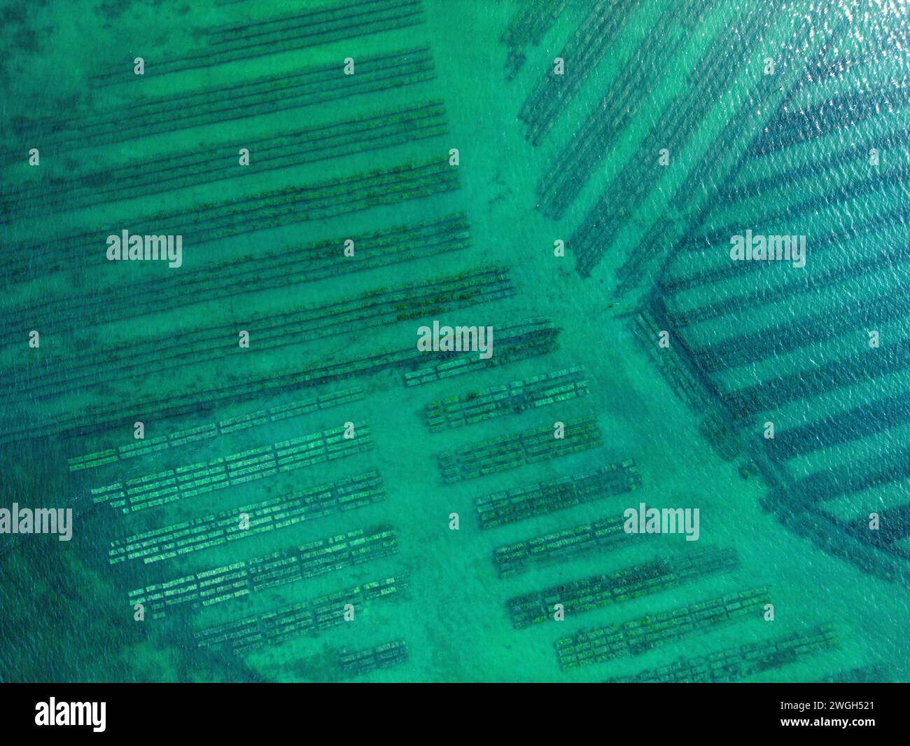 Vista aerea di un allevamento di ostriche durante l'alta marea nel Parco naturale regionale del Golfo di Morbihan (Morbihan, Bretagna, Francia). Cultura delle ostriche. Foto Stock