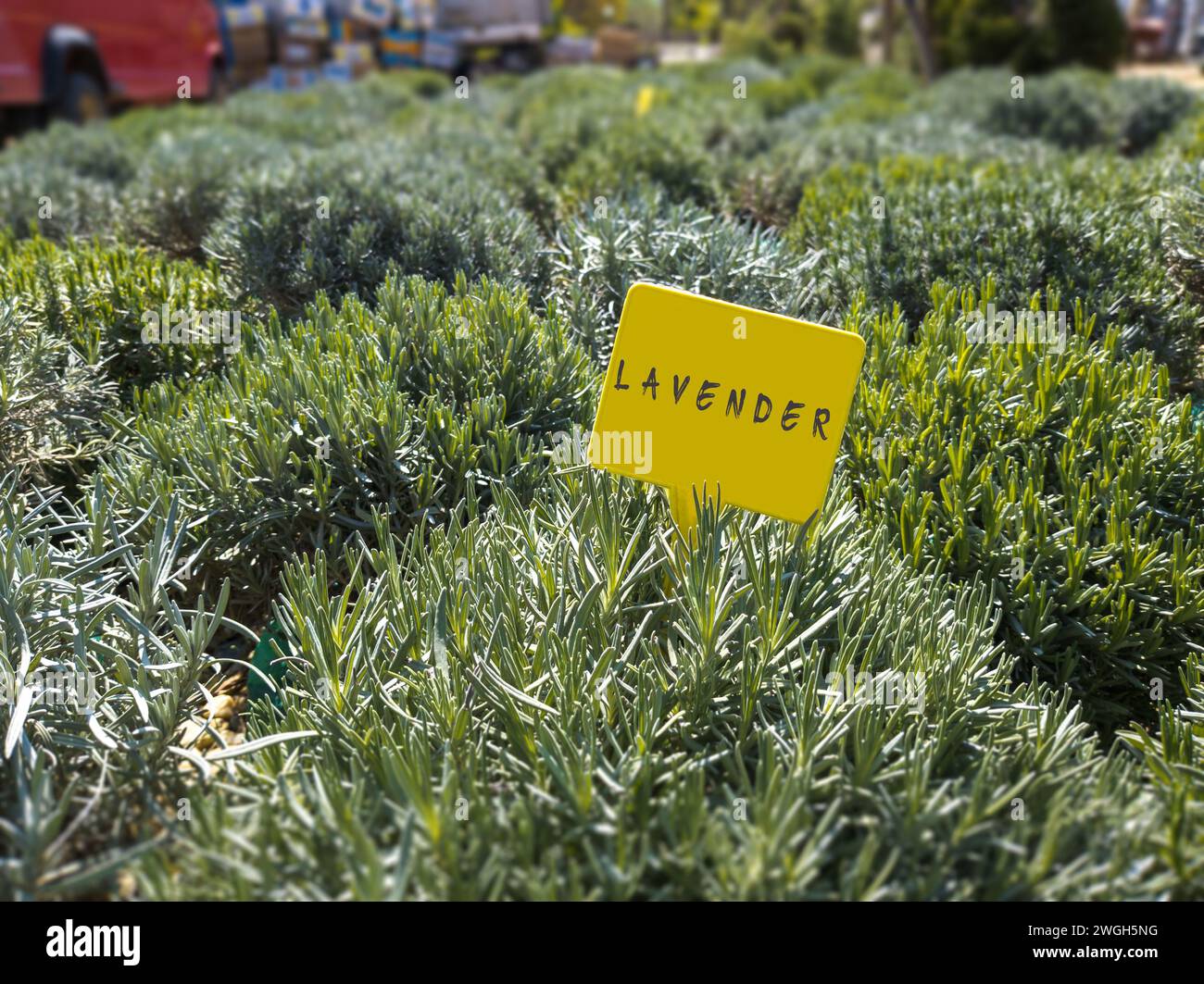 cespuglio di lavanda in vendita al mercato Foto Stock