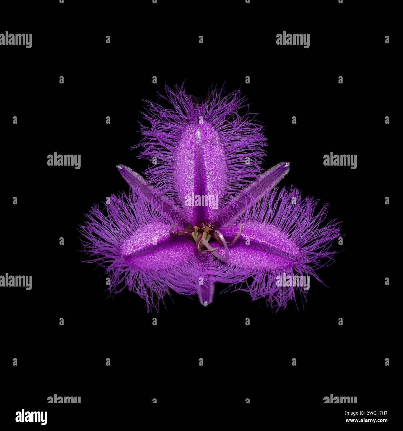 Un primo piano di fiori alpini australiani su uno sfondo scuro Foto Stock
