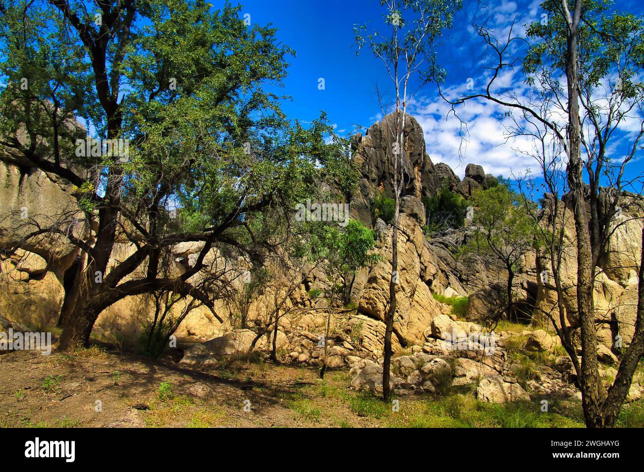 Torreggianti rocce calcaree e un alto albero nell'aspro entroterra dell'Australia nordoccidentale, il Danggu Geikie Gorge National Park a Napier Range, Kimberleys Foto Stock