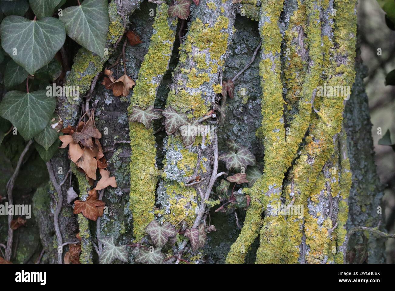 Bellissimo lichene marino Sunburst su Ivy Foto Stock