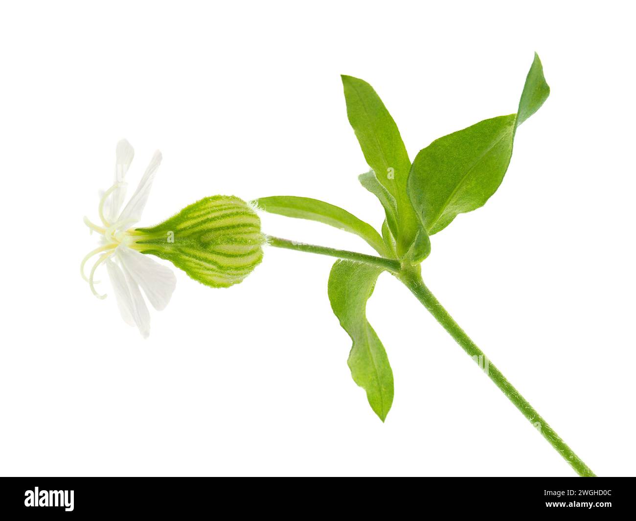 Fiore di catchfly forgiato isolato su sfondo bianco, dichotoma di Silene Foto Stock