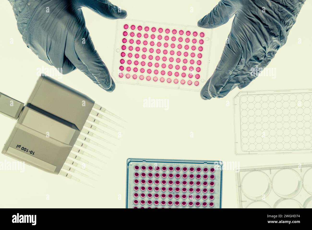 Piastre a 96 pozzetti nel laboratorio di modificazione genetica con tecnologia CRISPR Foto Stock