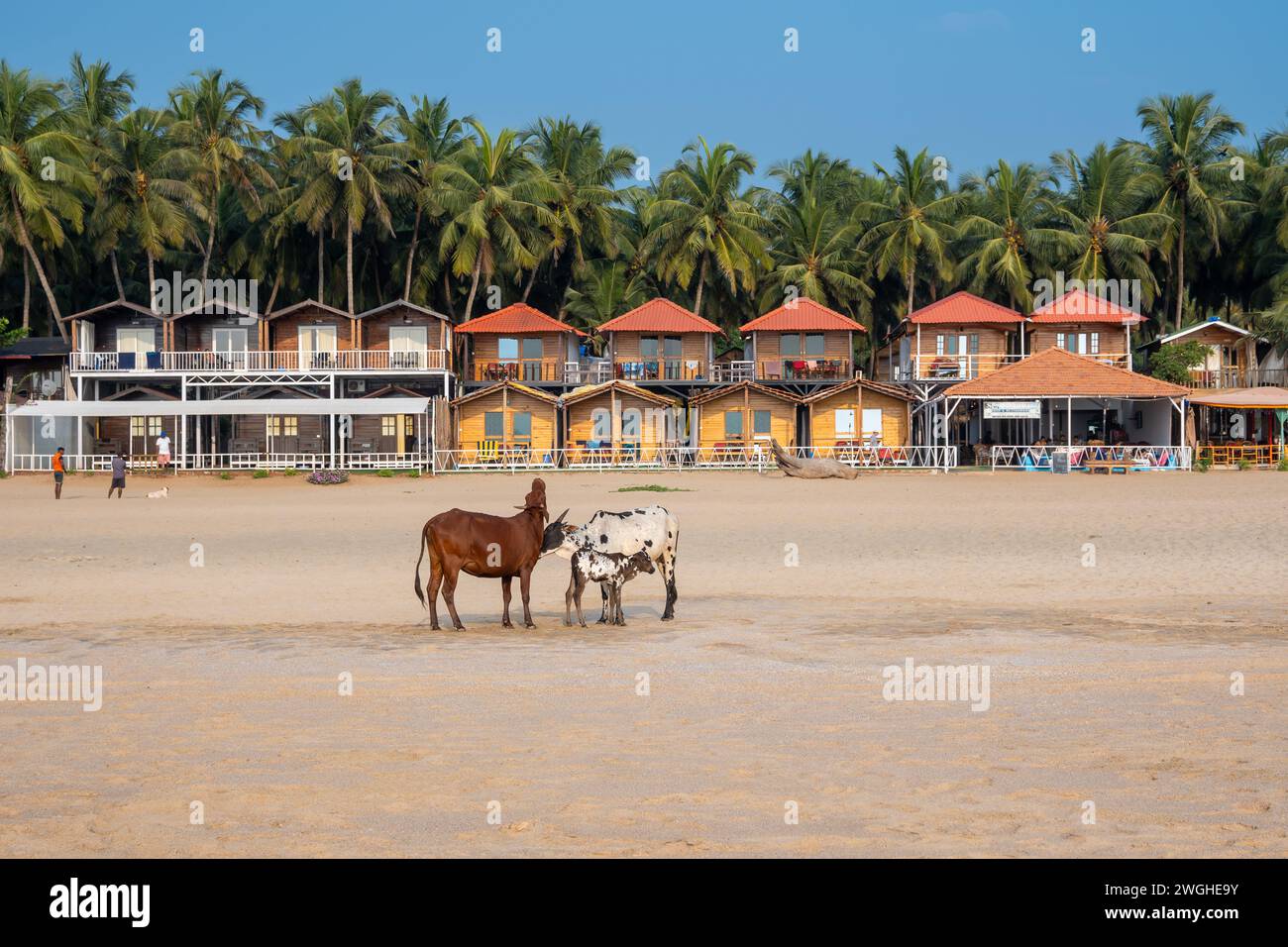 Agonda, Goa, India, paesaggio con mucche e bungalow sulla spiaggia, solo editoriale. Foto Stock