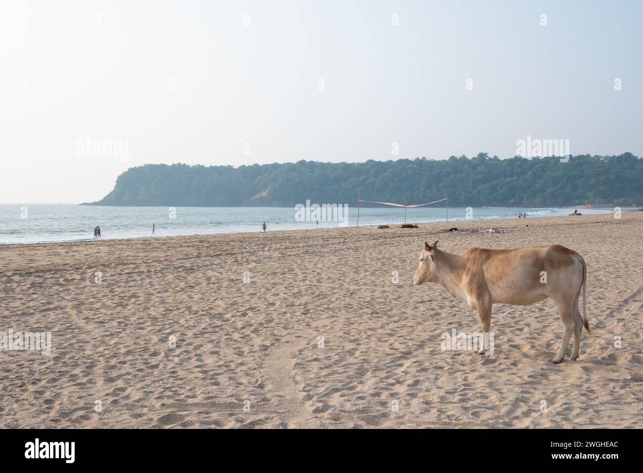 Agonda, Goa, India, Una mucca sulla spiaggia, solo editoriale. Foto Stock