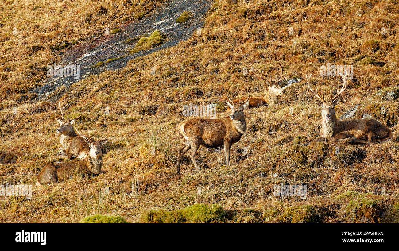 Cervo rosso Cervus elaphus un gruppo di cinque cervi che riposano nella soleggiata costa occidentale della Scozia Foto Stock
