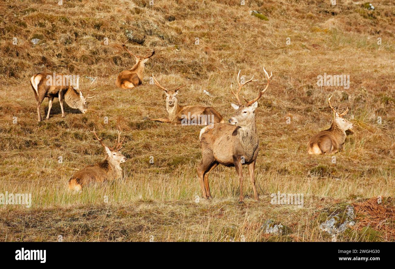 Cervo rosso Cervus elaphus un gruppo di sei cervi che riposano nella soleggiata costa occidentale della Scozia Foto Stock