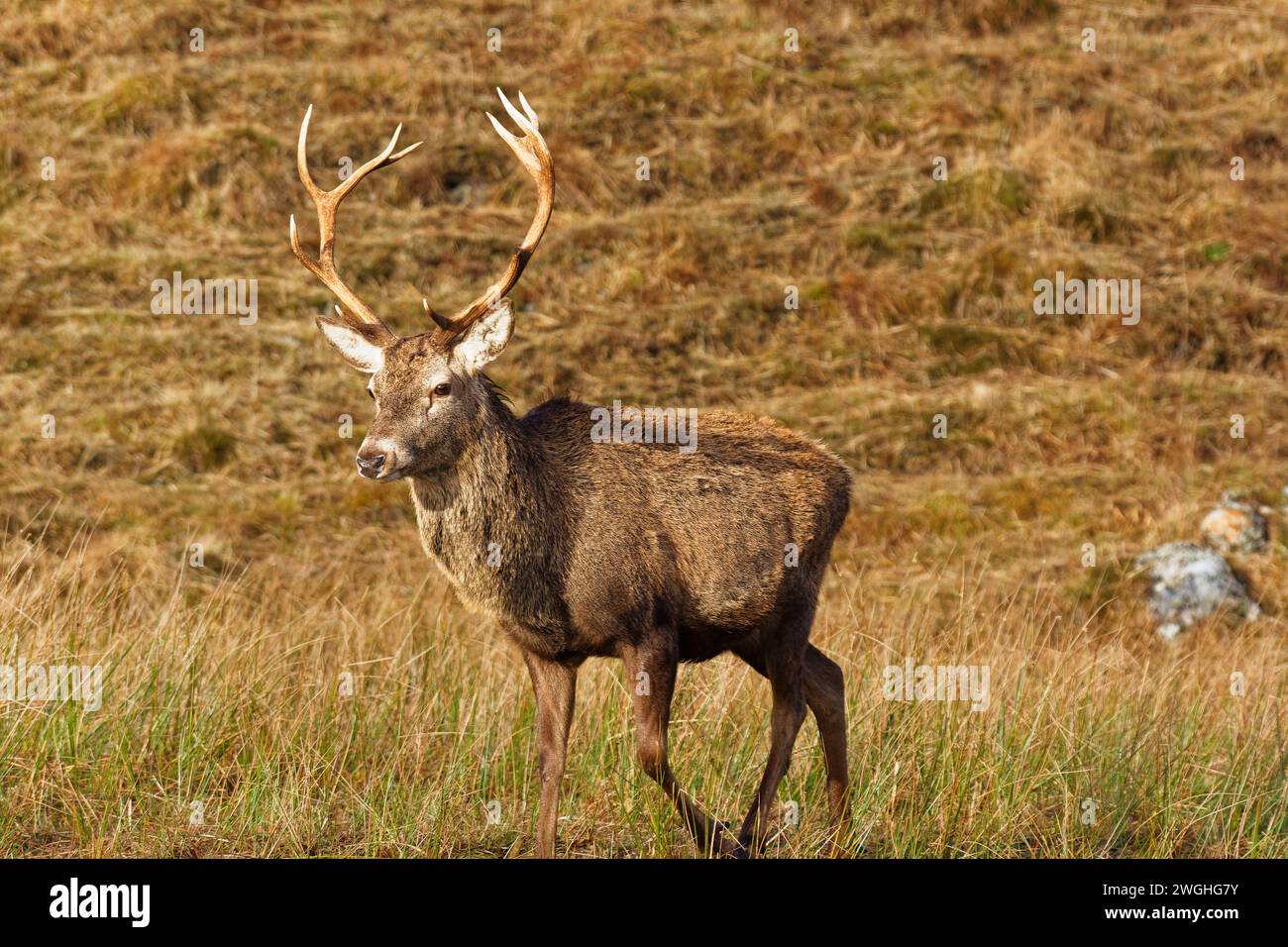 Cervo rosso Cervus elaphus cervo adulto su una collina della costa occidentale della Scozia Foto Stock