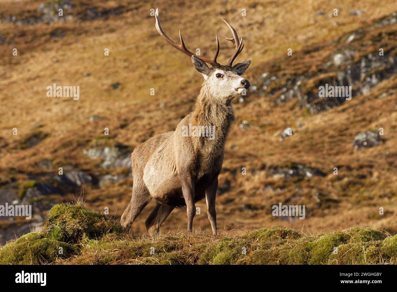 Cervo rosso Cervus elaphus cervo adulto in allerta su una collina della costa occidentale della Scozia Foto Stock