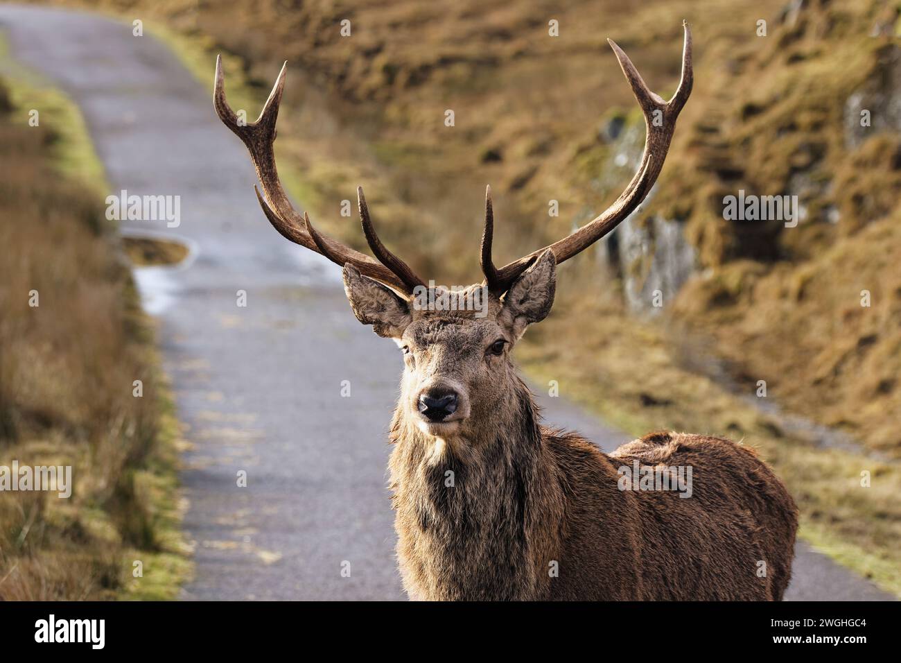 Cervo rosso Cervus elaphus cervo adulto in piedi su una strada sulla costa occidentale della Scozia Foto Stock