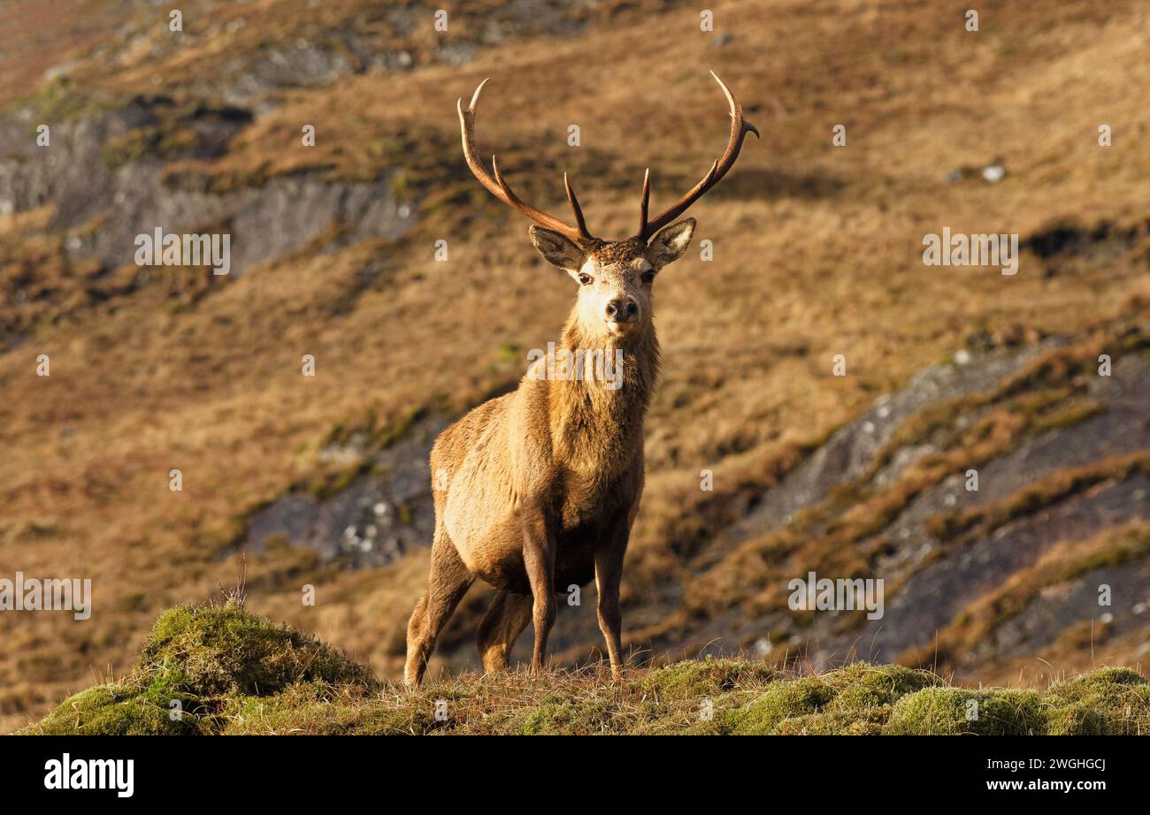 Cervo rosso Cervus elaphus un cervo adulto in allerta su una collina della costa occidentale della Scozia Foto Stock