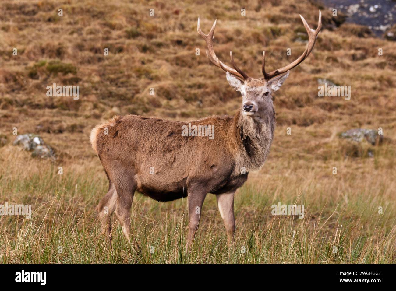 Cervo rosso Cervus elaphus un cervo d'allarme su una collina della costa occidentale della Scozia Foto Stock
