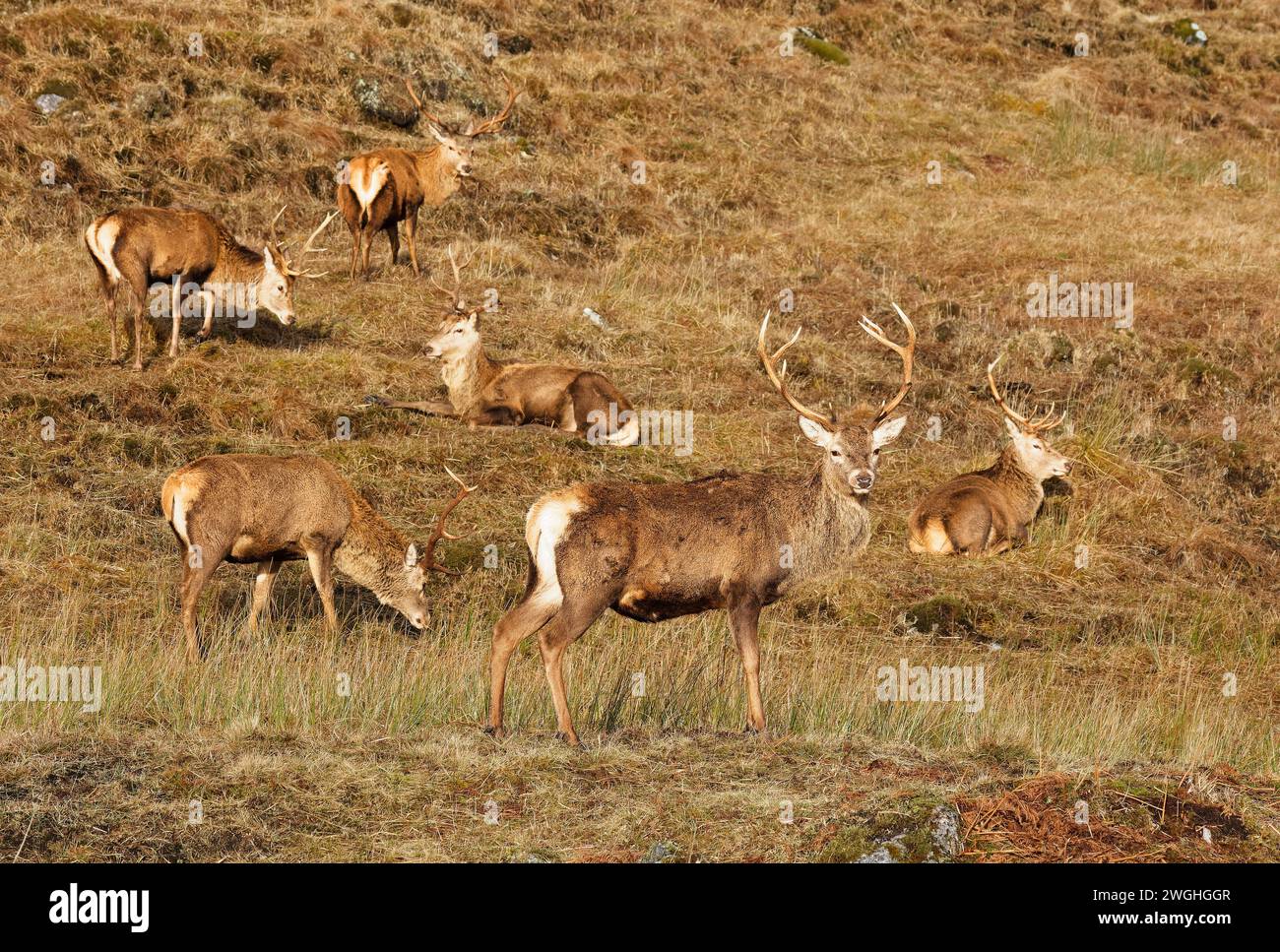 Cervo Cervus elaphus gruppo di sei cervi su una collina della costa occidentale della Scozia Foto Stock