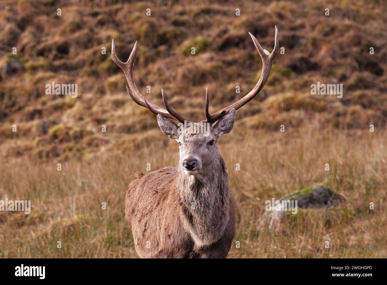 Cervo Cervus elaphus ritratto di un cervo su una collina della costa occidentale della Scozia Foto Stock