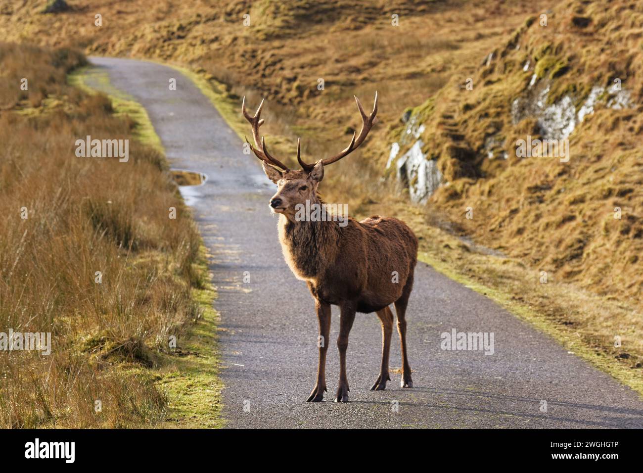 Cervo Cervus elaphus cervo in piedi su una strada sulla costa occidentale della Scozia Foto Stock