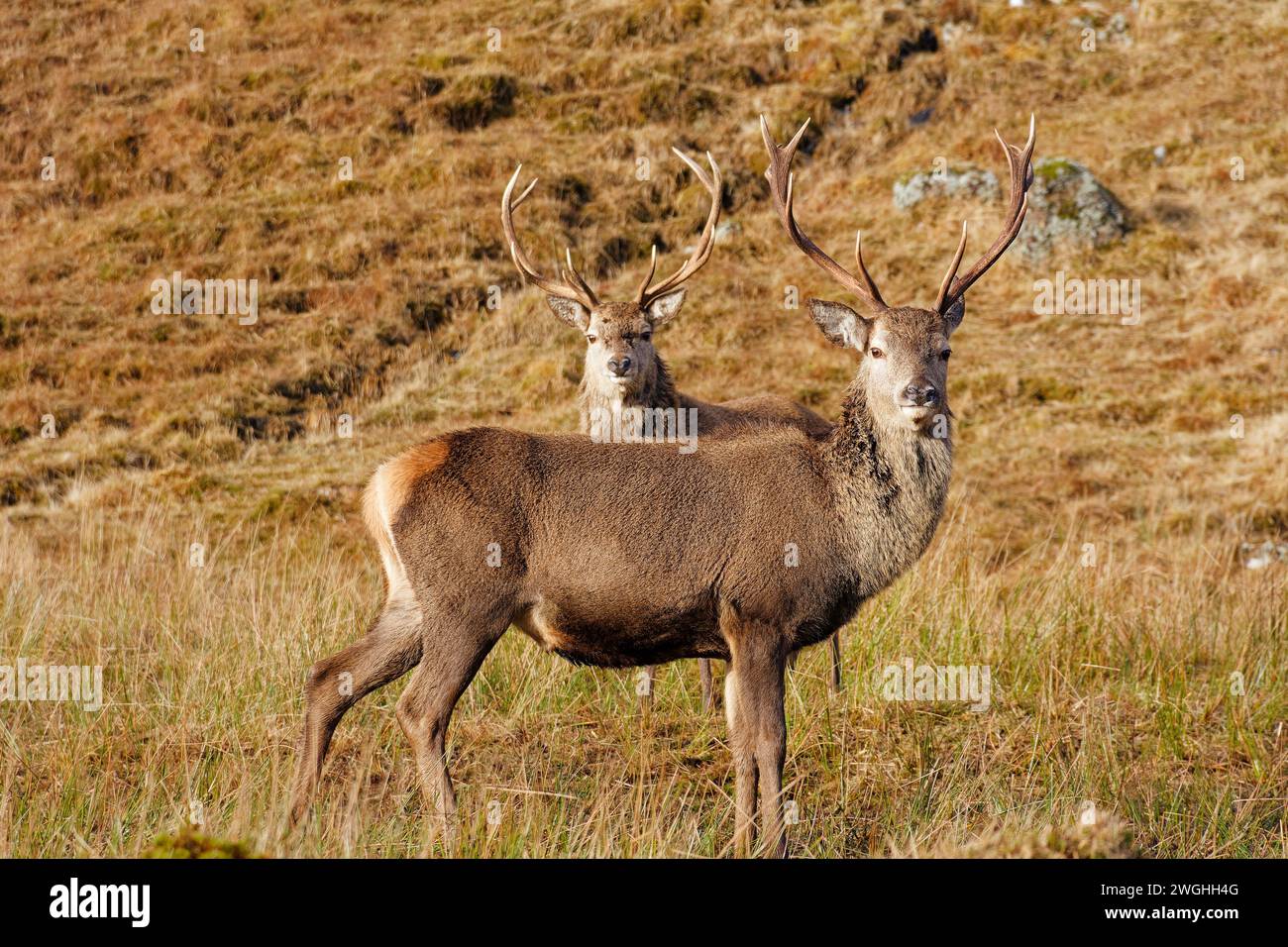 Cervo rosso Cervus elaphus due grandi cervi su una collina della costa occidentale della Scozia in inverno Foto Stock