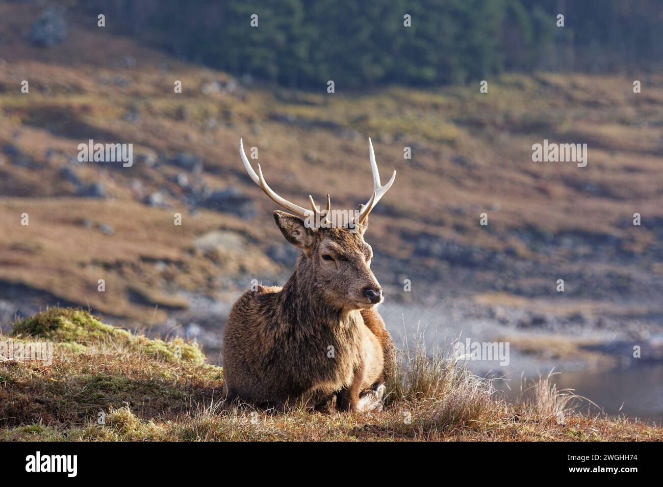 Cervo rosso Cervus elaphus giovane cervo disteso accanto a un lago della costa occidentale della Scozia Foto Stock