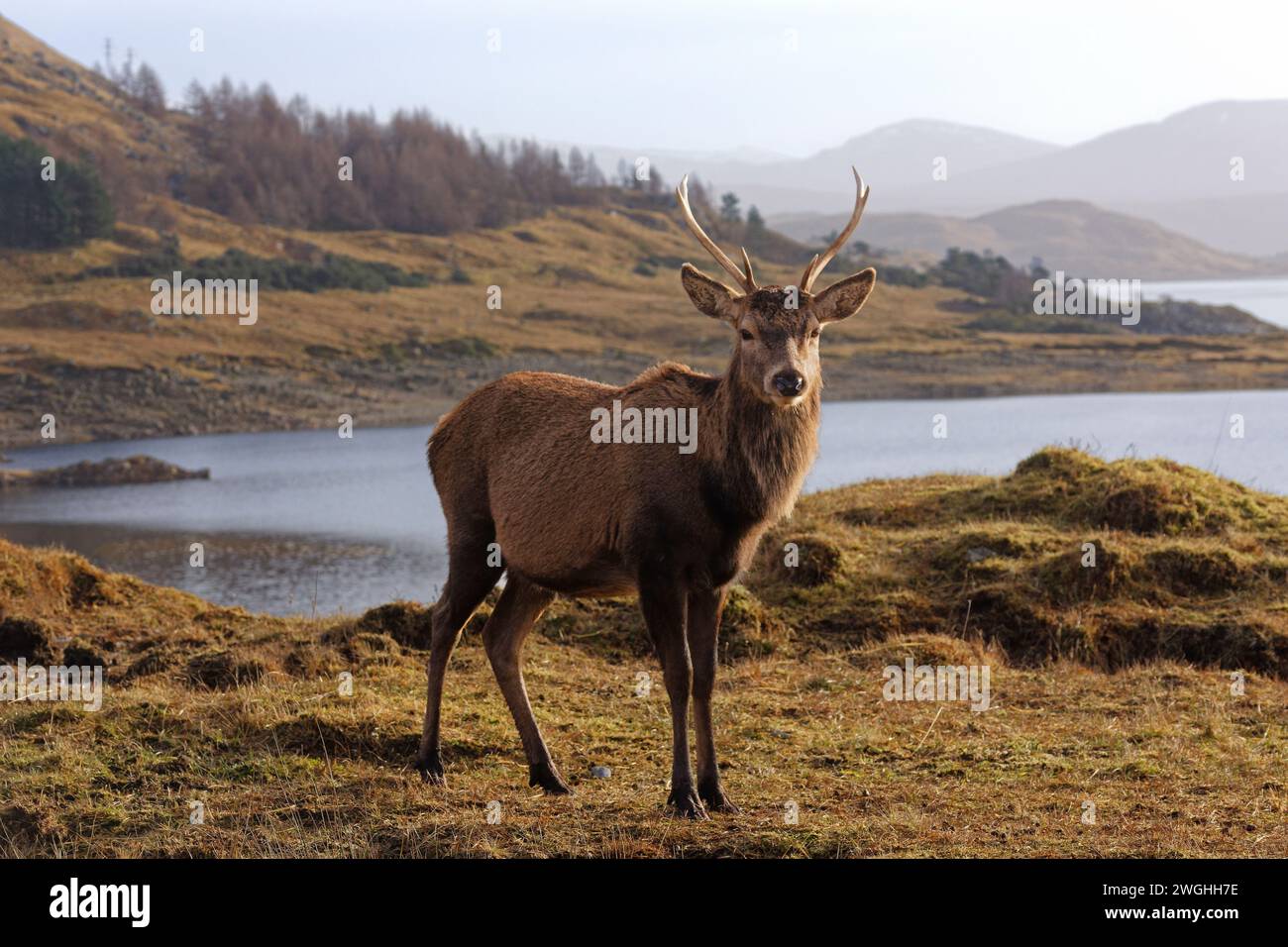 Cervo rosso Cervus elaphus giovane cervo in piedi accanto a un loch West Coast Scozia Foto Stock