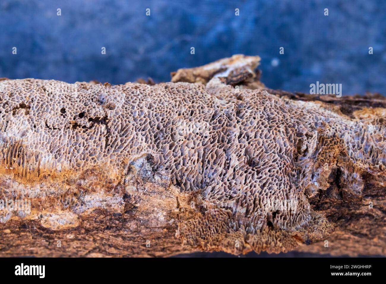 Datronia mollis, comune di Mazegill Foto Stock