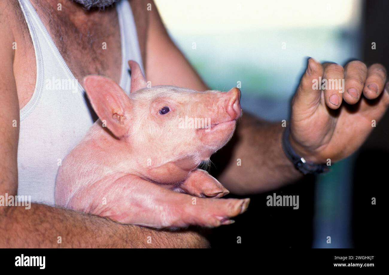 Il contadino tiene uno dei suoi suinetti tra le braccia e spiega qualcosa allo spettatore Foto Stock