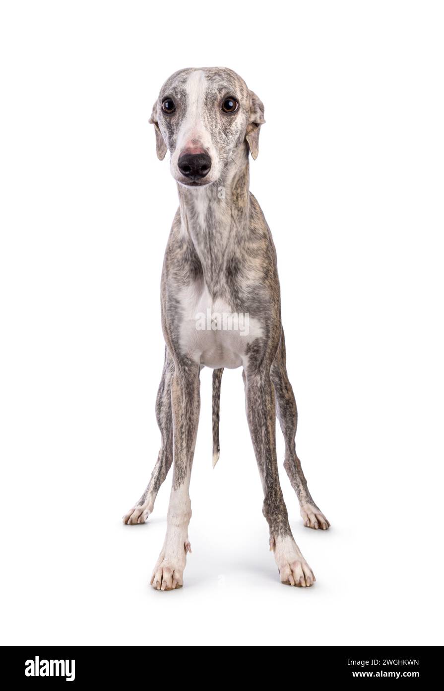 Giovane cane Whippet, in piedi di fronte. Guardando verso la fotocamera. Isolato su sfondo bianco. Foto Stock
