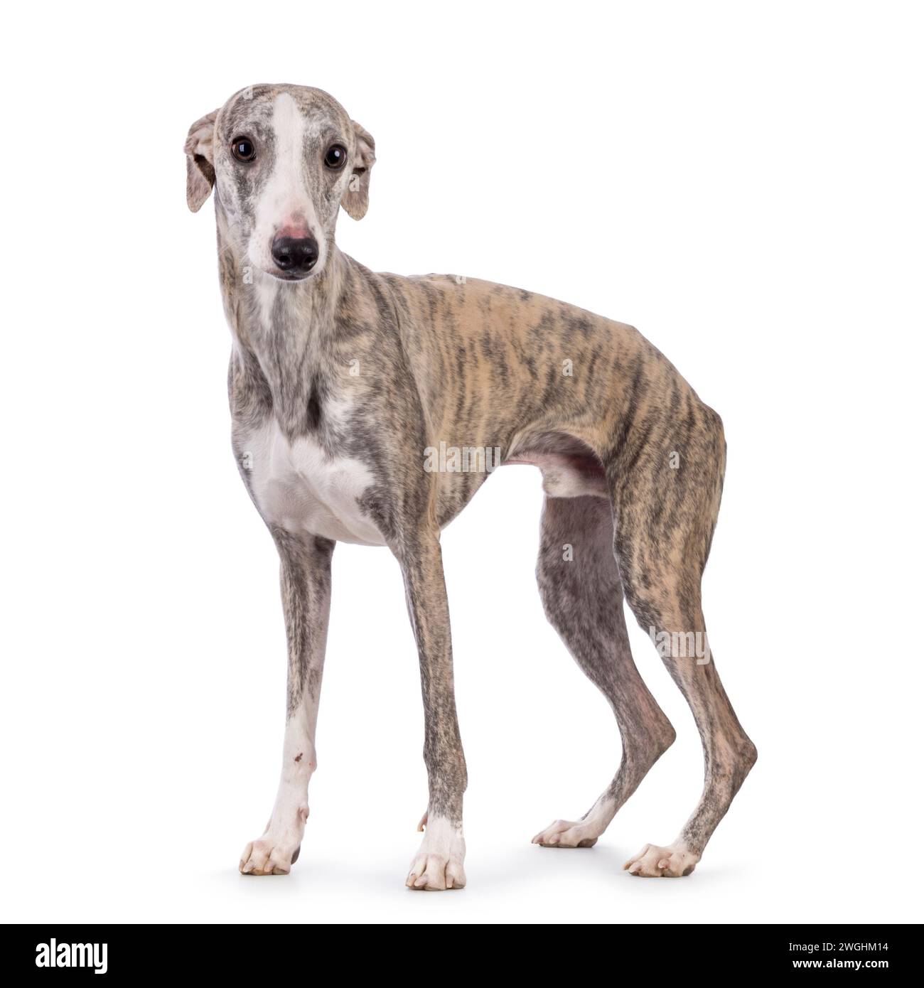 Giovane cane Whippet, in piedi da un lato. Guardando verso la fotocamera. Isolato su sfondo bianco. Foto Stock