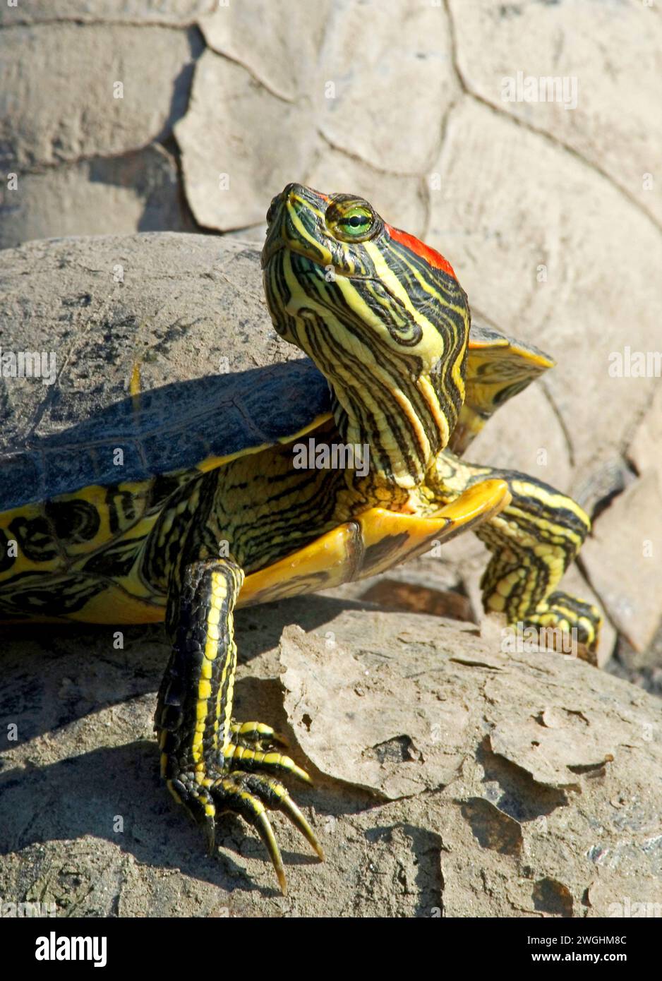 Cursore con orecchie rosse o terrapina con orecchie rosse (Trachemys scripta elegans) Foto Stock