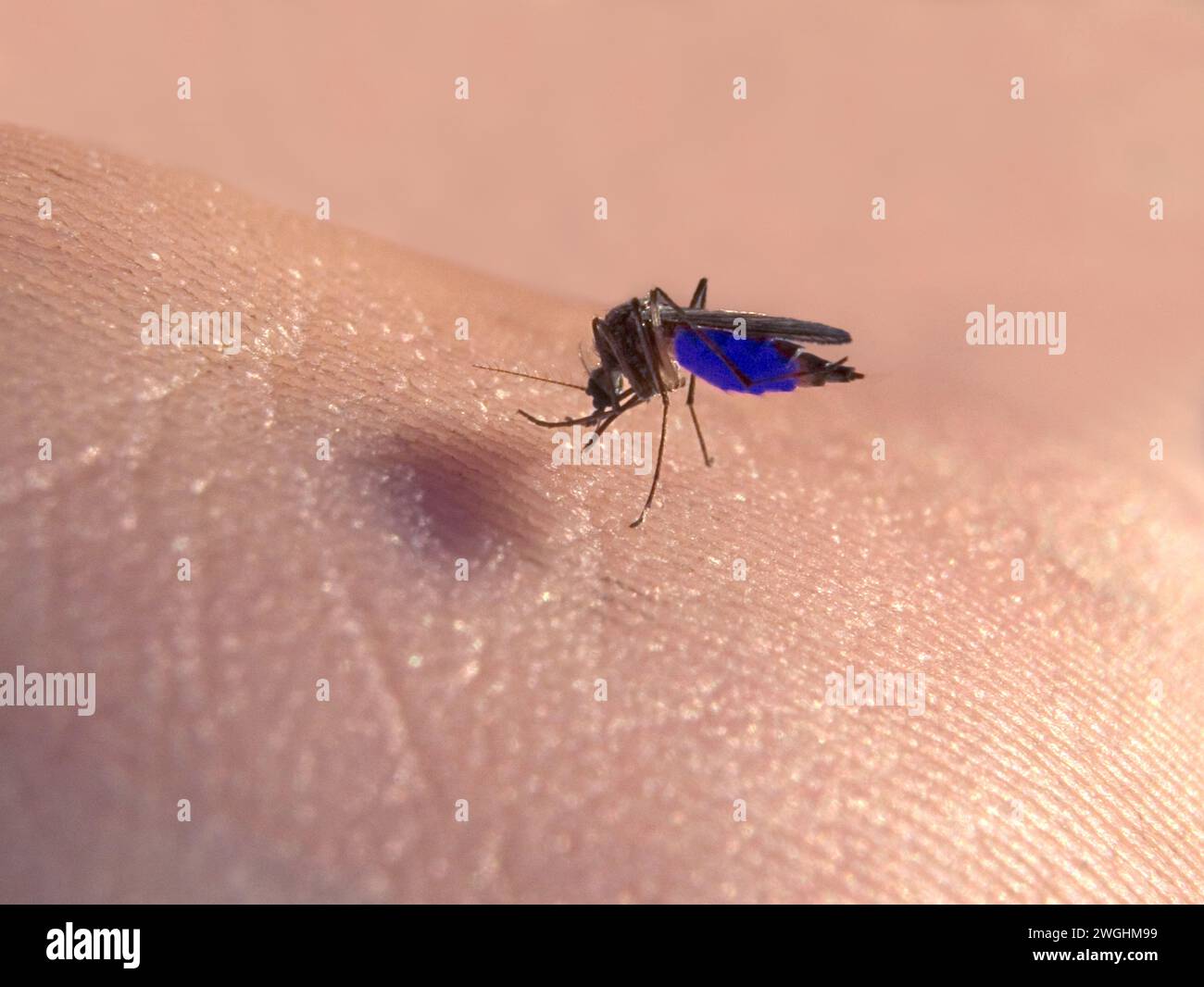 La zanzara di casa comune (Culex Pipiens) succhia il sangue blu da un nobile Foto Stock