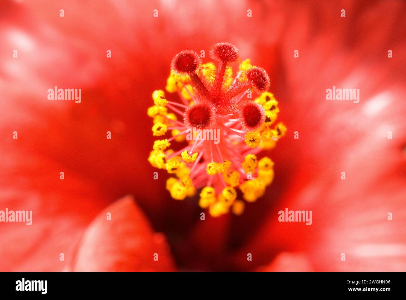 Timbro di un fiore di ibisco Foto Stock