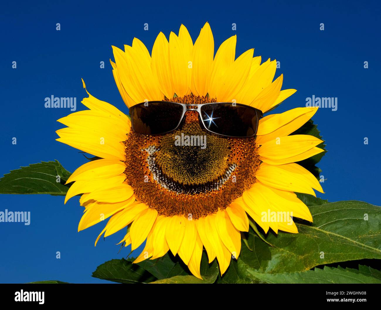 Girasole sorridente (Helianthus Annuus) con occhiali da sole Foto Stock