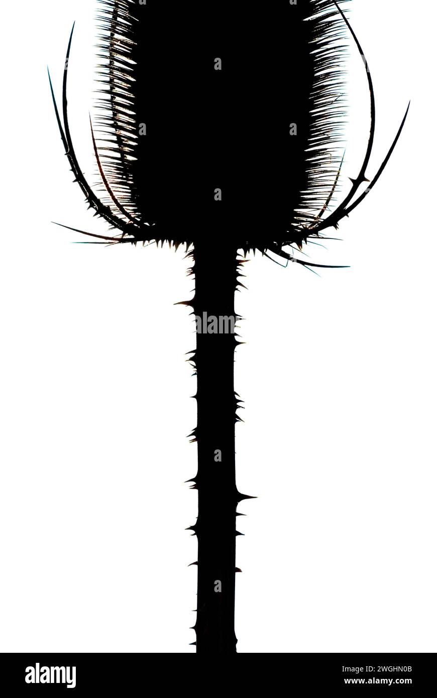 Testa di semi secchi del cardo comune (Cirsium vulgare) Foto Stock