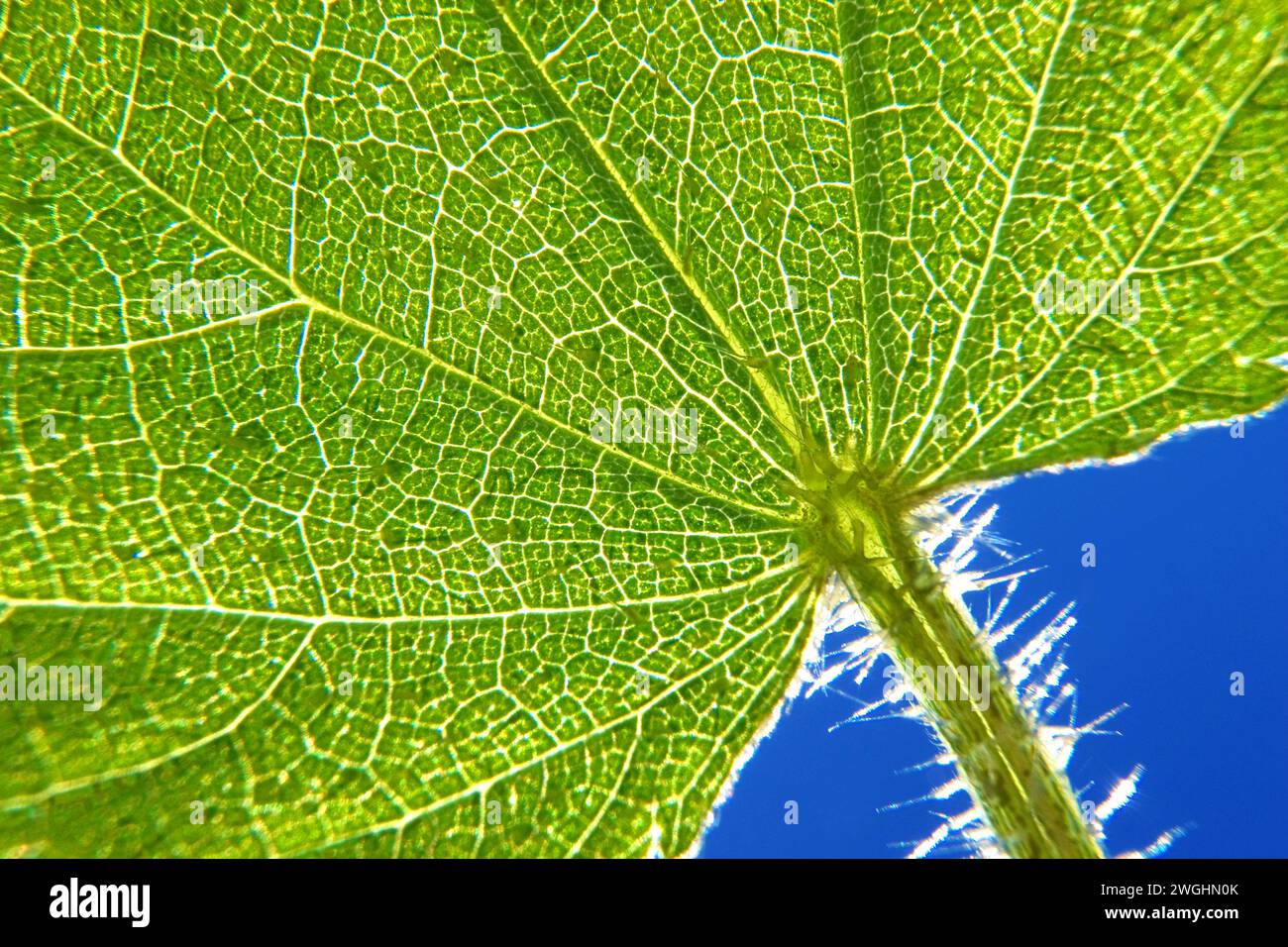 Foto macro di un ortica pungente (Urtica dioica) Foto Stock