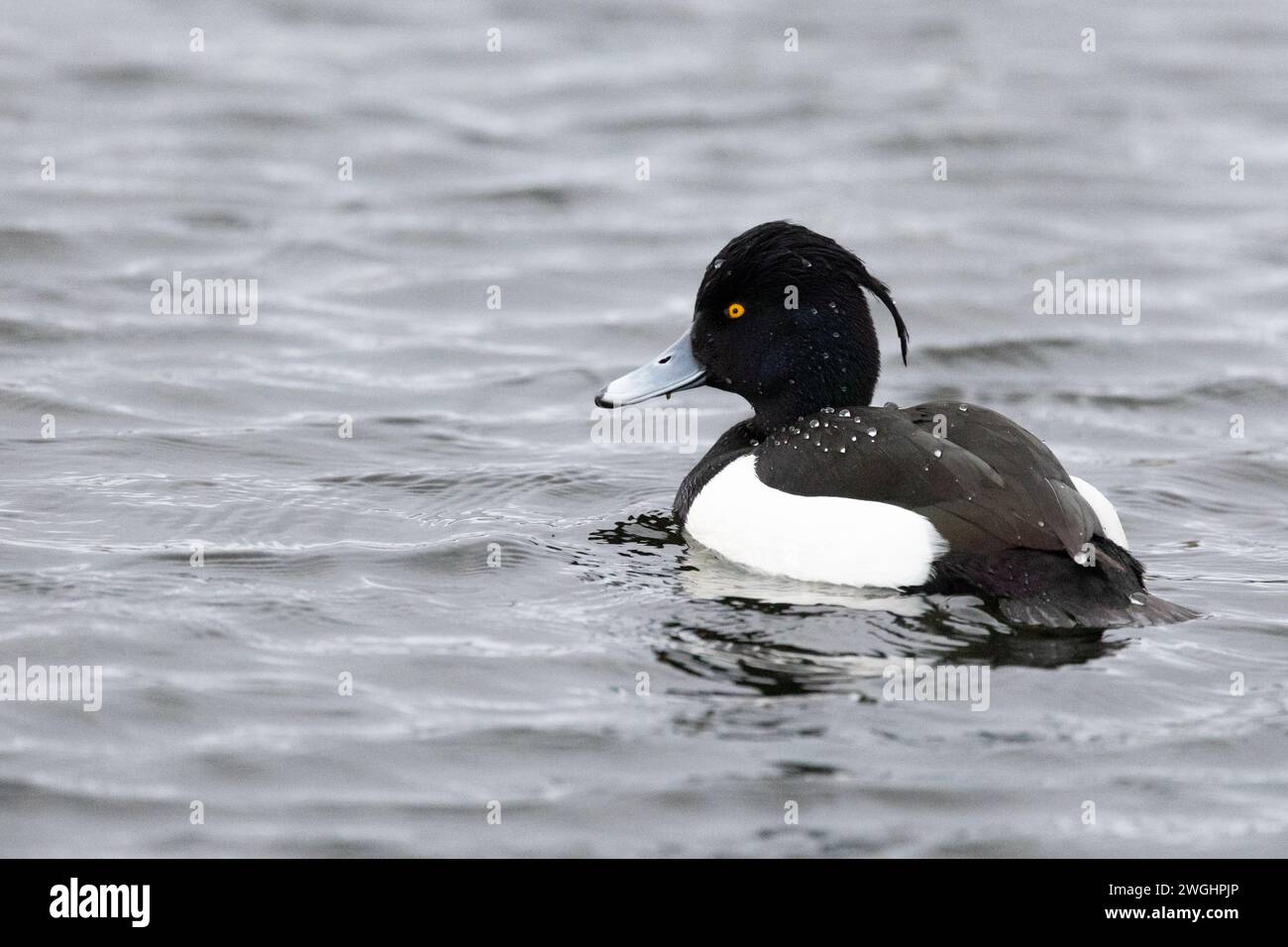 Anatra Tufted maschio singolo (Aythya fuligula) Foto Stock