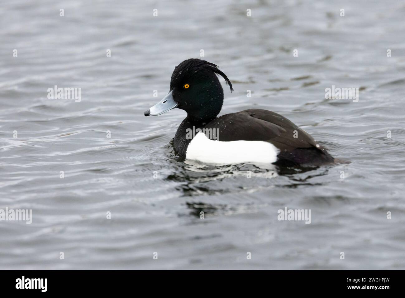 Anatra Tufted maschio singolo (Aythya fuligula) Foto Stock