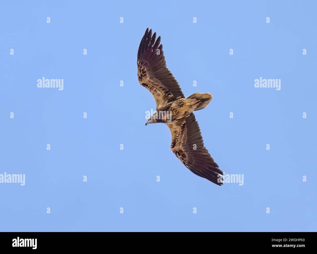 Giovane sottospecie delle Canarie di avvoltoio egiziano, Neophron percnopterus majorensis, un giovane uccello ad anello con piumaggio scuro in volo, Fuerteventura Foto Stock