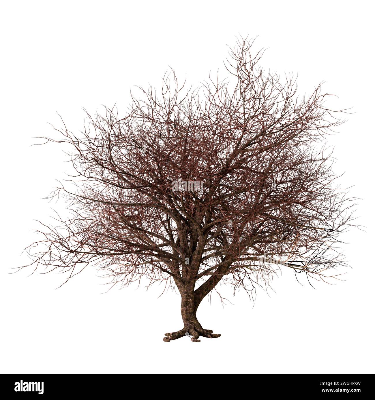 3D rendering di un sfrondato sakura albero isolato su sfondo bianco Foto Stock