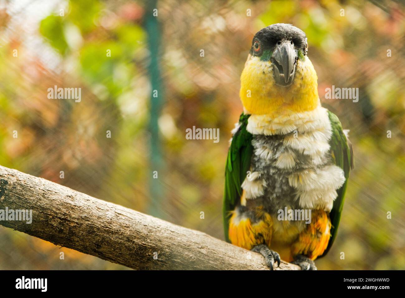 Un vibrante pappagallo è appollaiato con cura su un ramo, le sue piume colorate creano un netto contrasto con lo sfondo silenzioso Foto Stock
