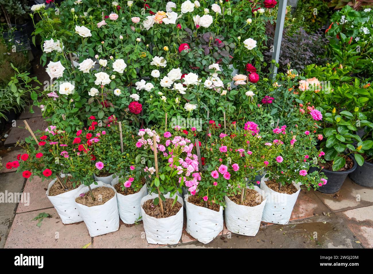Varie piantine di rose rosse rosa e bianche sono vendute in una pentola con un pezzo di terra al mercato Foto Stock