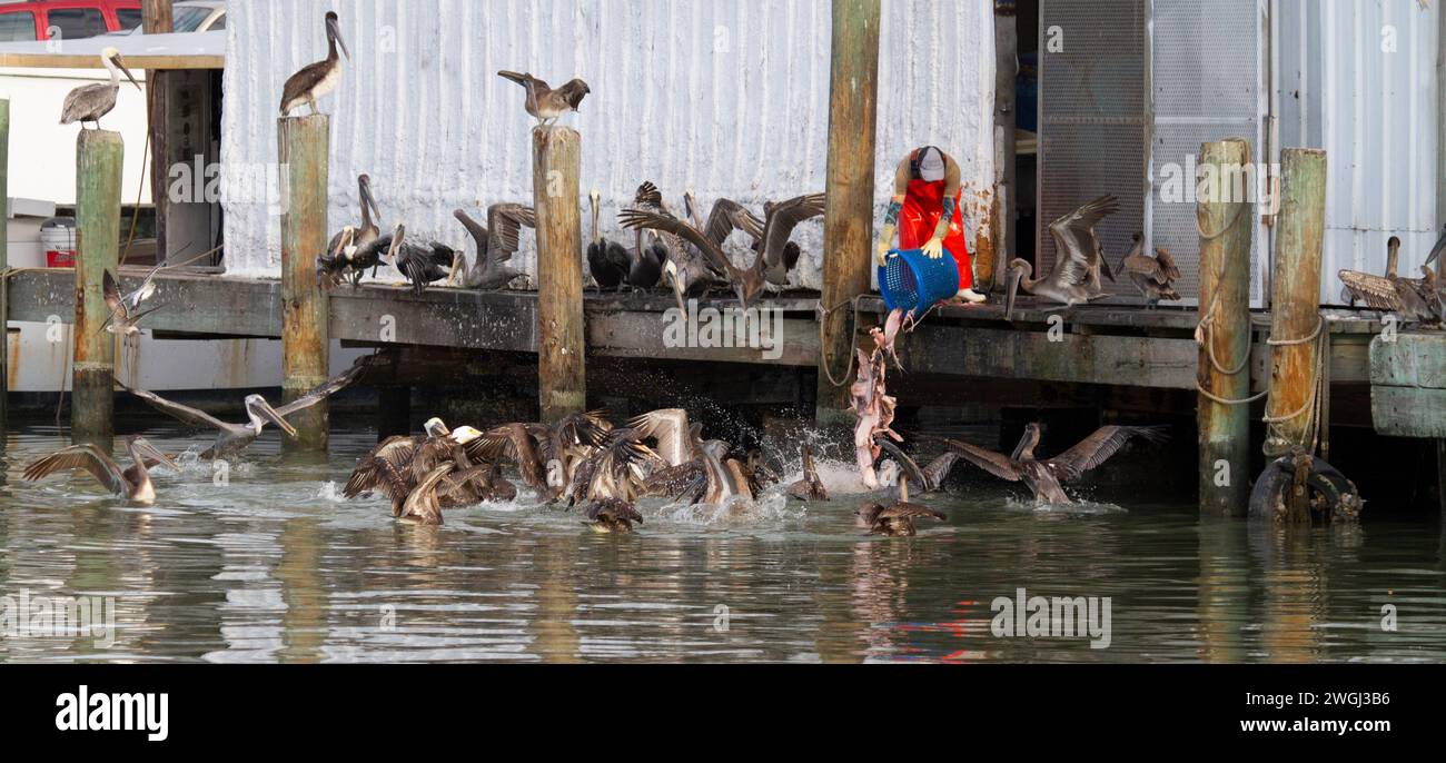 I pellicani bruni (Pelecanus occidentalis) si avvicinano ai lavoratori scartando scarti dal mercato del pesce di Katy, Galveston, Texas, USA Foto Stock