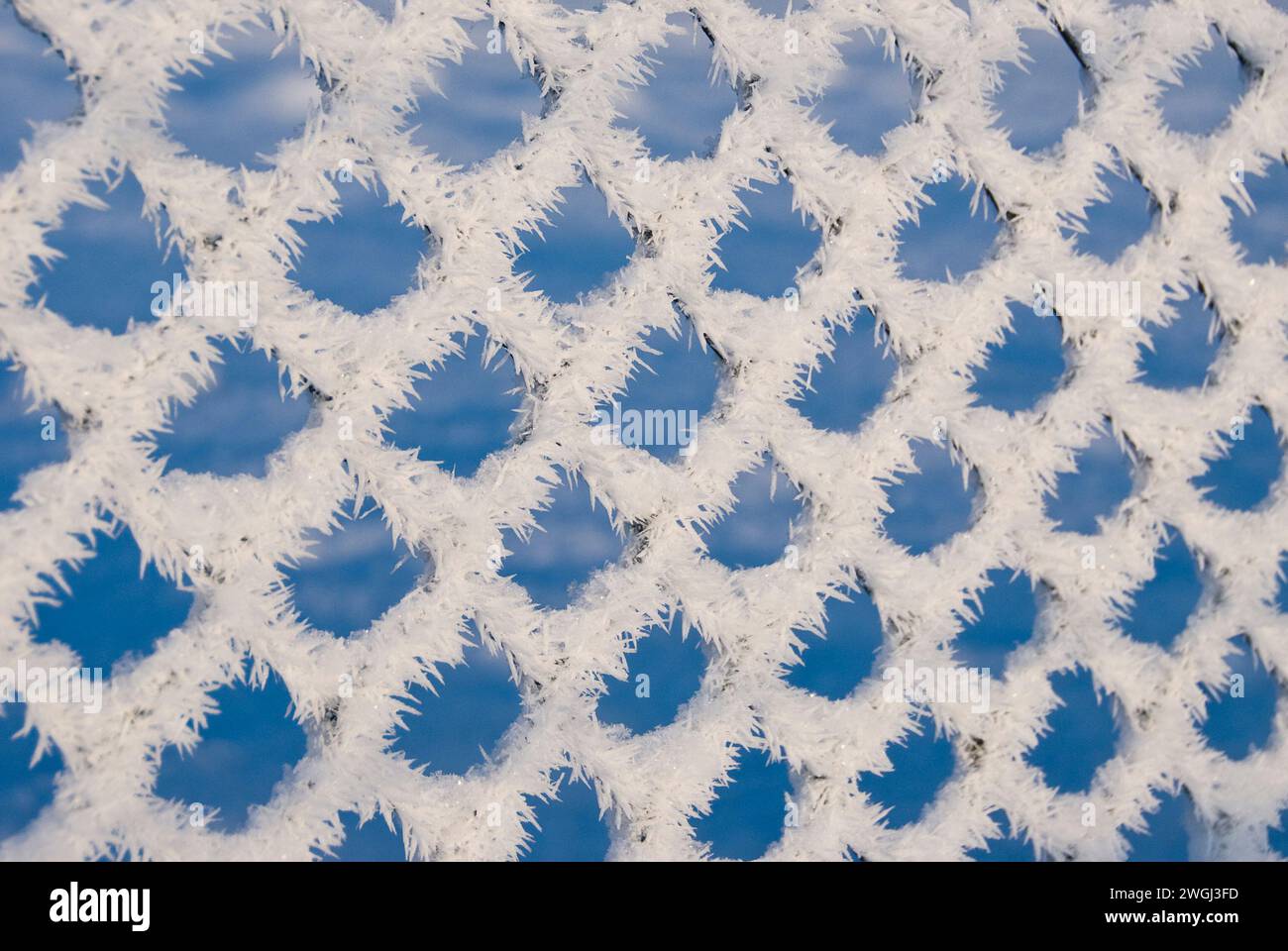 Rami bianchi ghiacciati con cristalli di ghiaccio contro un cielo blu Foto Stock