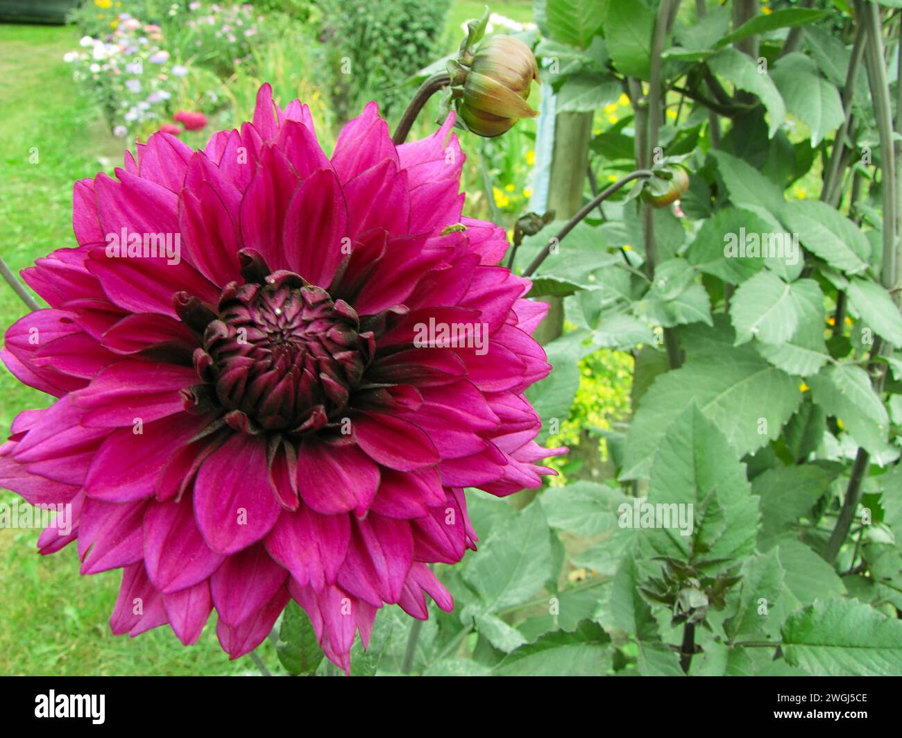 Grande fiore rosso in erba vicino ad altri fiori sul lato opposto Foto Stock