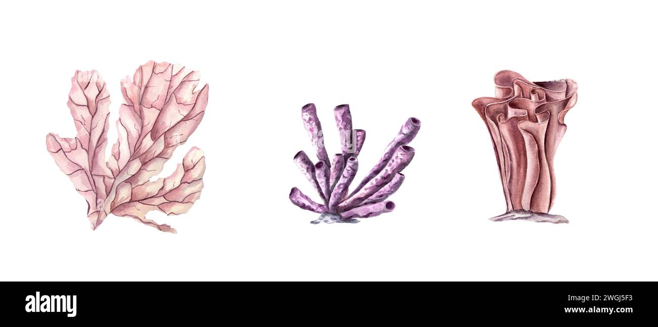 Set di coralli. Pacchetto di acquerelli disegnati a mano con vita subacquea tropicale. Polipi. Flora sottomarina. Illustrazione colorata per clipart, , acquario Foto Stock