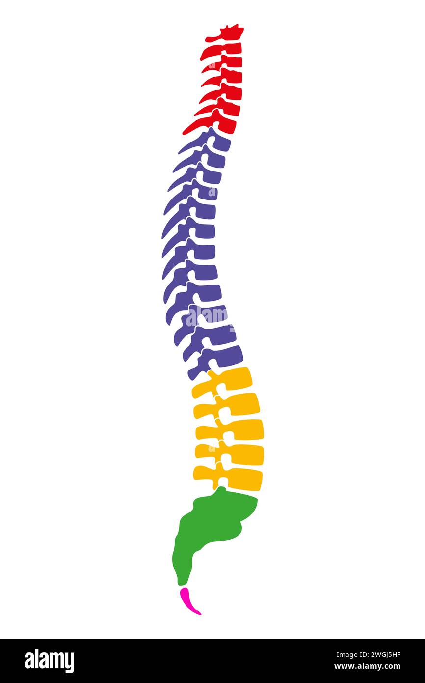 Le cinque regioni della colonna vertebrale umana, note anche come spina dorsale o colonna vertebrale. Parte centrale dello scheletro assiale con quattro curve. Foto Stock